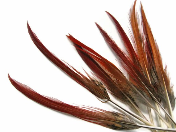 Rare Brown Tip Stripe Pheasant Real Feathers Craft Hat Arts Decorations Party UK