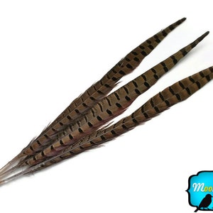 Pheasant Tail Feathers, 50 Pieces 20-26 NATURAL Ringneck Pheasant Tail Wholesale Feathers bulk : 2303 image 3