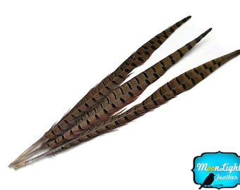 Pheasant Tail Feathers,10 Pieces - 18-20" NATURAL LONG Ringneck Pheasant Tail Feathers : 2107