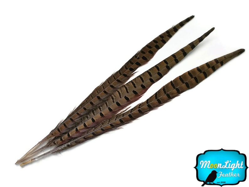 Pheasant Tail Feathers, 50 Pieces 20-26 NATURAL Ringneck Pheasant Tail Wholesale Feathers bulk : 2303 image 3