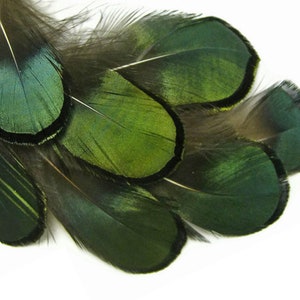 1 Pack Iridescent Green Bronze Lady Amherst Pheasant Plumage Tippet Feathers 0.10 Oz. Dream Catcher Fly Tying Supply : 492 image 4