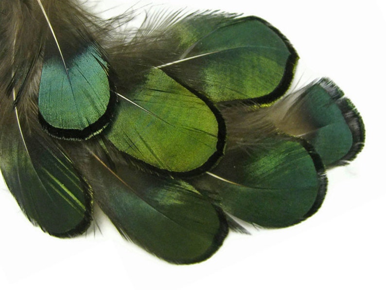 1 Pack Iridescent Green Bronze Lady Amherst Pheasant Plumage Tippet Feathers 0.10 Oz. Dream Catcher Fly Tying Supply : 492 image 4