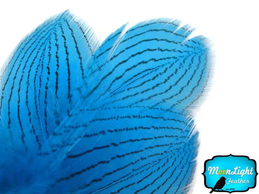 Unique Feathers, 1 DOZEN - BLUE Silver Pheasant Plumage Feathers : 418