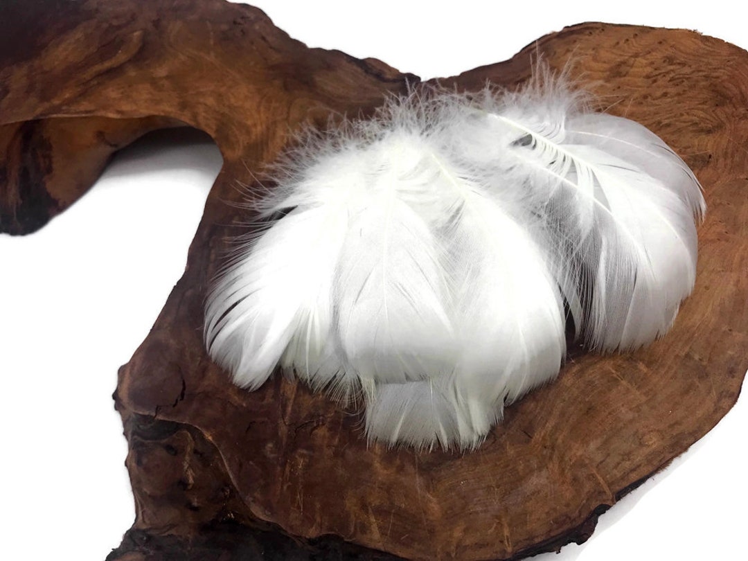 Coquille Feathers, 1/4 Lb. White Goose Coquille 23 Loose Wholesale