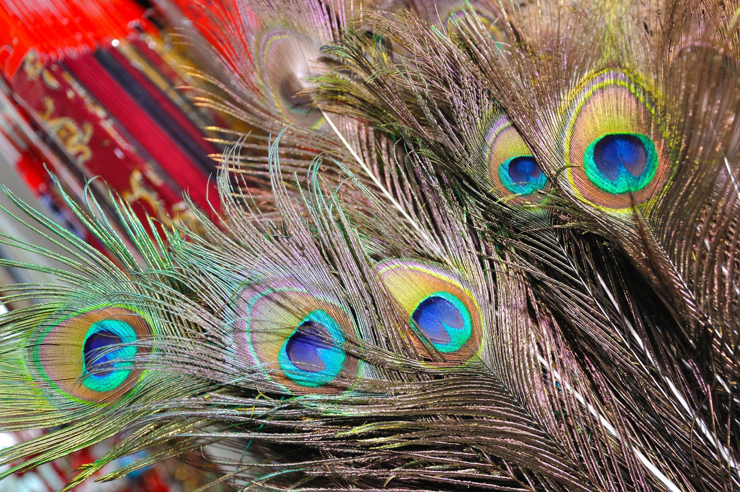 MWOOT 50 Pz Piume Pavone, Piume Occhio Pavone Verde per Artigianato  Artistico fai da te, Piume Coda Pavone per Carnival Revelry Masquerade  Costume