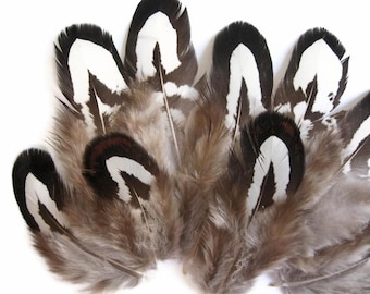 USA SELLER, 10 Pieces - Tiny Black & White Reeves Venery Pheasant Plumage feathers Halloween Millinery Jewelry Making : 2020