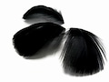 Black feathers, 1 Pack - 2-3" Black Goose Coquille Loose Feathers - 0.35 Oz. Halloween Wedding Craft Supplies : 171