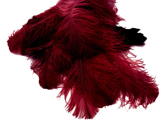 Ostrich Feathers 2 Pieces 18 24 Burgundy Large Prime Grade