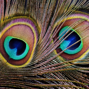 USA Natural Peacock Feathers, 10 Pieces - 10-12" Big Eye Natural Iridescent Green Peacock Tail Eye Feathers : 324