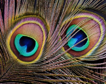 USA Natural Peacock Feathers, 10 Pieces - 10-12&quot; Big Eye Natural Iridescent Green Peacock Tail Eye Feathers : 324