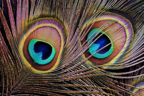 Peacock Feathers for Sale