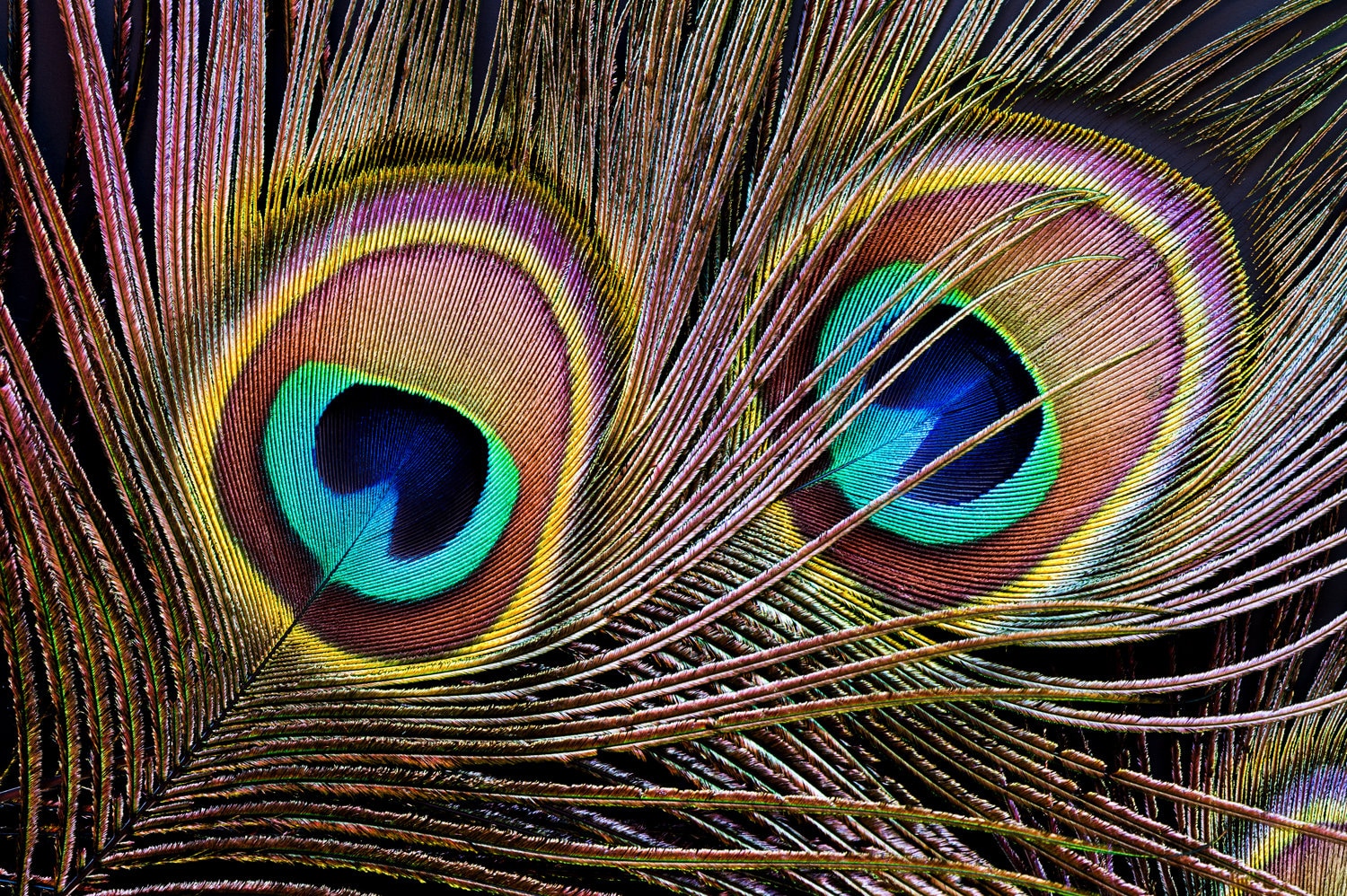 USA Natural Peacock Feathers, 10 Pieces - 10-12" Big Eye Natural…