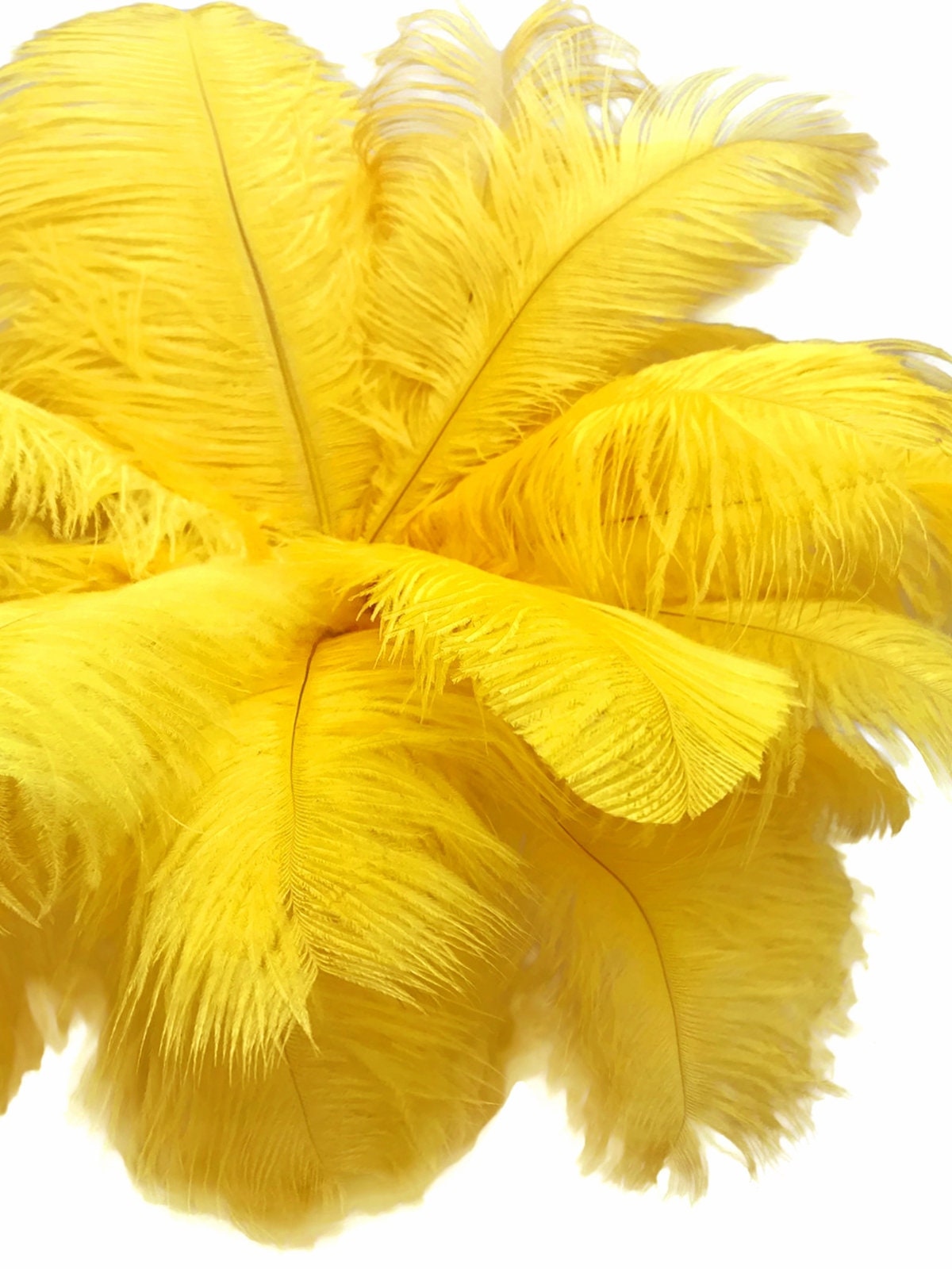 Ostrich Feathers, 10 Pieces 14-17 Yellow Ostrich Dyed Drab Large