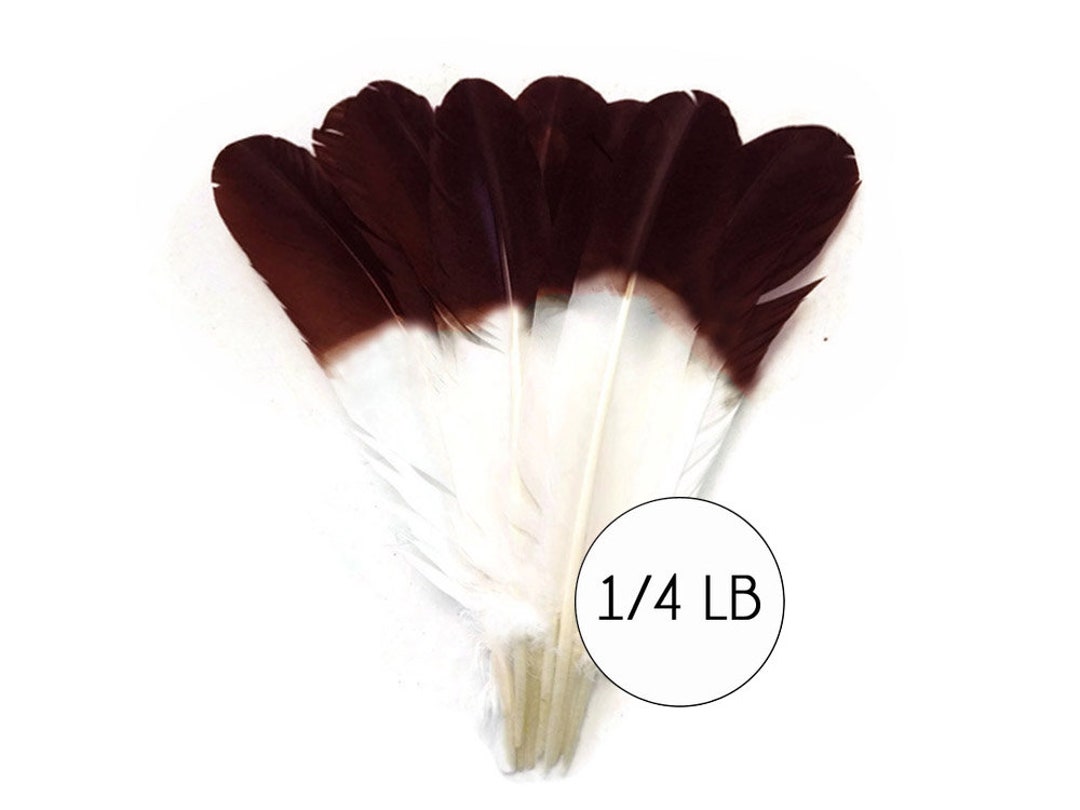 1/4 lb. - Light Brown Turkey Tom Rounds Secondary Wing Quill Wholesale Feathers (Bulk)