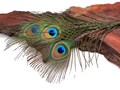 Small Peacock Feathers, 10 Pieces - 6-8" Small Eye Natural Iridescent Green Peacock Tail Feathers : 353
