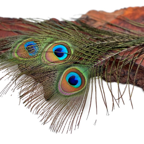 Small Peacock Feathers, 10 Pieces - 6-8" Small Eye Natural Iridescent Green Peacock Tail Feathers : 353