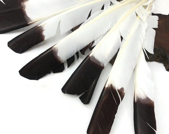 Eagle Feathers, 6 Pieces - Brown Tipped White Turkey Pointers 'Imitation Eagle' Large Wing Quill Halloween Feathers : 3813