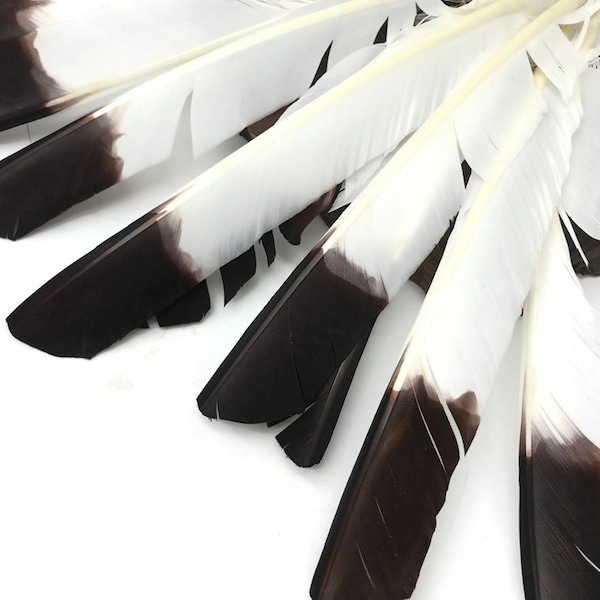 Eagle Feathers, 6 Pieces - Brown Tipped White Turkey Pointers 'Imitation Eagle' Large Wing Quill Halloween Feathers : 3813