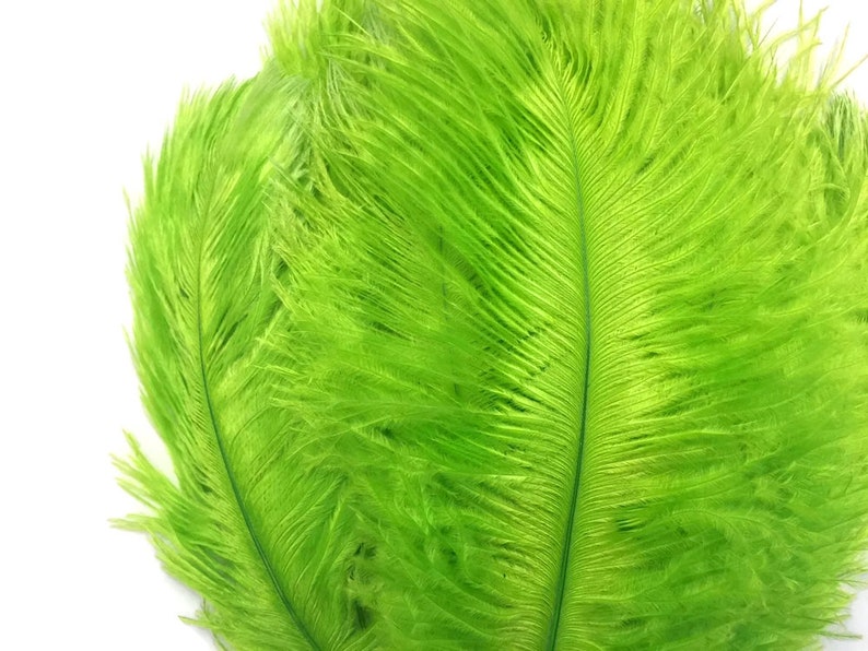 200 Feathers 9-13 Lime Green Ostrich Drab Body Plumage Wholesale Feathers Bulk Carnival Party Centerpiece : 2095-D image 4