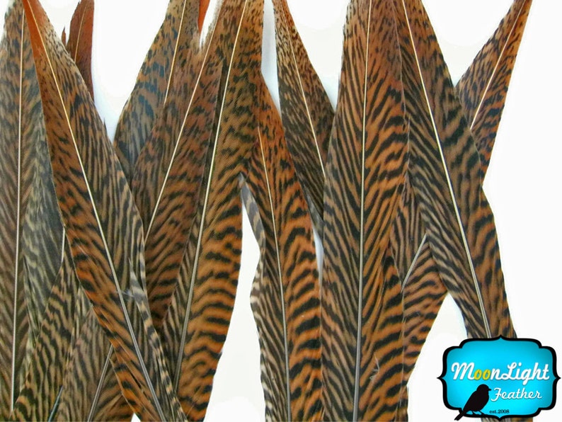 Natural Tail Feathers, 10 Pieces 10-12 Golden Pheasant Tail Feathers : 2123 image 1