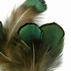 1 Pack Iridescent Green Bronze Lady Amherst Pheasant Plumage Tippet Feathers 0.10 Oz. Dream Catcher Fly Tying Supply : 492 image 7
