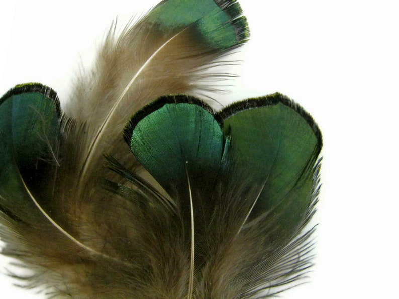 1 Pack Iridescent Green Bronze Lady Amherst Pheasant Plumage Tippet Feathers 0.10 Oz. Dream Catcher Fly Tying Supply : 492 image 7