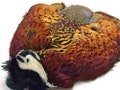 USA SELLER, 1 Piece - Complete Natural Ringneck Pheasant Skin Pelt Without Wing and Tails (Bulk) Fly Tying Dog Training Craft Supply : 4099