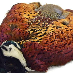 Feather Supply, 1 Piece - COMPLETE NATURAL Ringneck Pheasant Skin Pelt Without Wing and Tails (Bulk) : 4099