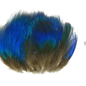 Small Peacock Feathers, 10 Pieces Iridescent Blue Peacock Body Plumage feathers Craft Supply : 2467 image 1