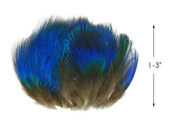 50 Pieces - Turquoise Blue Mini Natural Peacock Tail Body with Eyes Wholesale Feathers (Bulk) Halloween Costume Craft Supplier | Moonlight Feather