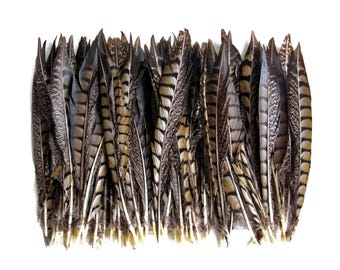 USA SELLER, 50 Pieces -10-12" Natural Striped Lady Amherst Pheasant Tail Feathers Wholesale (bulk) Wedding Halloween Craft Supply : 3772