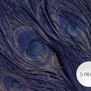 5 Pieces – Navy Blue Bleached & Dyed Peacock Tail Eye Feathers 10-12” Long Halloween Craft Supply : 260