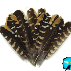 Pheasant Feathers 5 Pieces 6-8 NATURAL Reeves Venery - Etsy