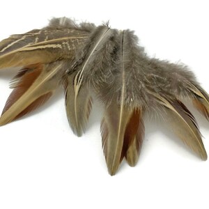 10 pieces Rare Two Tone Ringneck Body Plumage Feathers : 3641-119 image 4