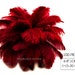 see more listings in the Ostrich Feathers section