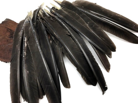 6 Pieces Brown Turkey Pointers Primary Wing Quills