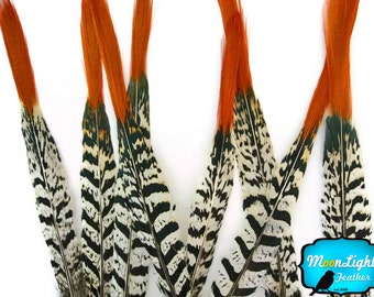 Unique Feathers, 5 Pieces - MEDIUM NATURAL Orange Tips Lady Amherst Pheasant Feather : 119