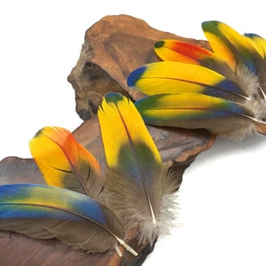 May include: A collection of colorful parrot feathers with blue, yellow, red, and brown hues. The feathers are arranged on a piece of wood.