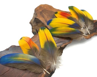 Ethically Sourced, 4 Pieces - Jewel Multicolor Iridescent Scarlet Macaw Large Body Plumage Feathers Cruelty Free Craft Supply : 4200