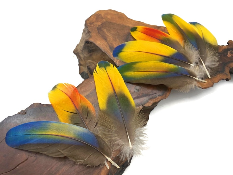 May include: A collection of colorful parrot feathers with blue, yellow, red, and brown hues. The feathers are arranged on a piece of wood.