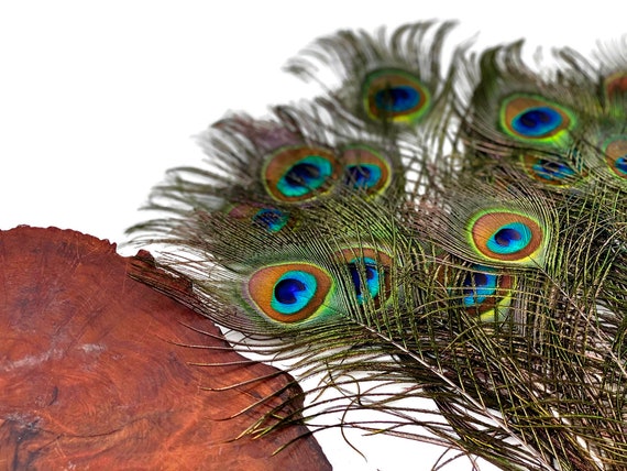 10-Piece Natural Peacock Eye Feathers