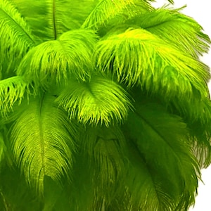 200 Feathers 9-13 Lime Green Ostrich Drab Body Plumage Wholesale Feathers Bulk Carnival Party Centerpiece : 2095-D image 1