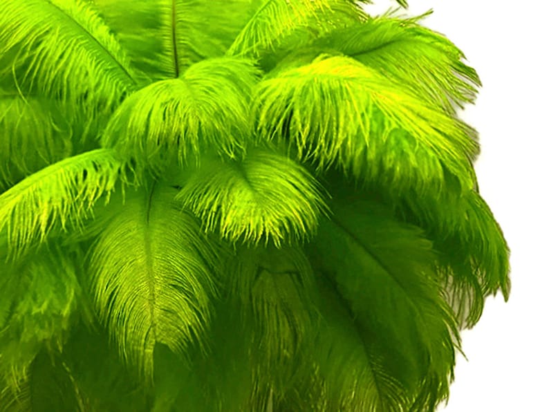 200 Feathers 9-13 Lime Green Ostrich Drab Body Plumage Wholesale Feathers Bulk Carnival Party Centerpiece : 2095-D image 1