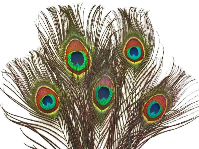 Wholesale Peacock Feathers 1000 Pieces NATURAL Peacock Etsy