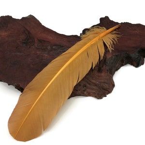 Kalkoenveren, 6 stuks - Antiek gouden kalkoenen ronden Secundaire grote vleugelveren Ambachtvoorraad: 4955