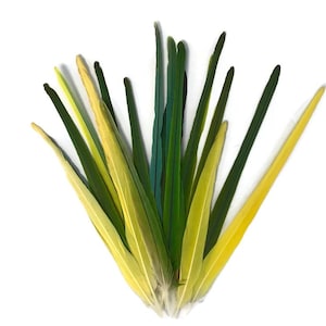 Ethically Sourced, 4 Pieces - Long Green & Yellow Mix Conure Tail Rare Feathers Naturally Molted Cruelty Free Millinery Craft Supply: 4320