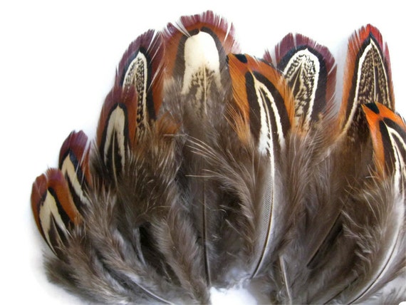 Pack Natural Brown Almond Ringneck Pheasant Plumage Feathers