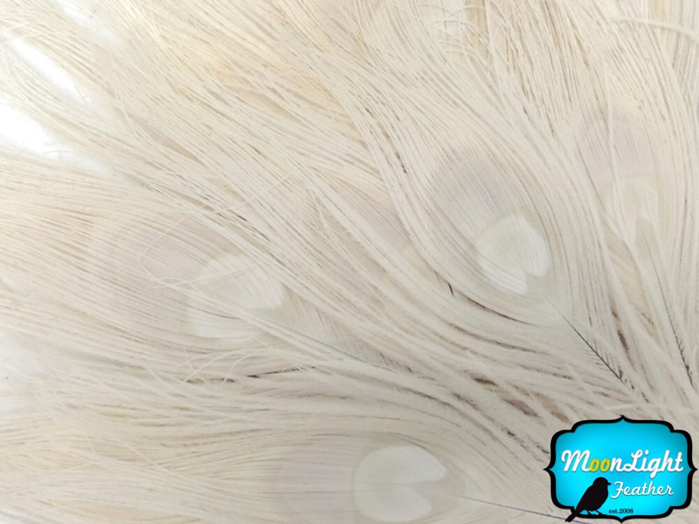 Ivory Peacock Feathers, 5 Pieces - IVORY Bleached and Dyed Tails Peac…