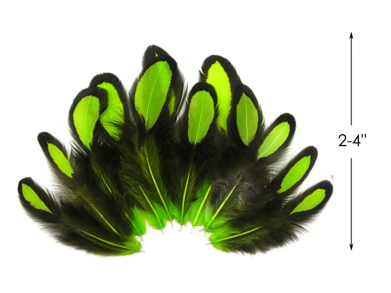 Laced Feathers, 1 Dozen Lime Green Whiting Farms Laced Hen BLW Saddle Feathers Craft Fly Tying Supply : 378 image 5