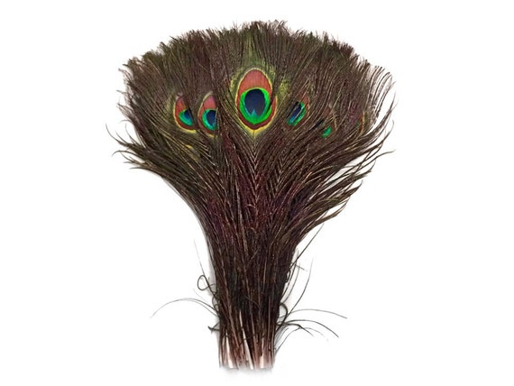 Bulk 10-12 inch UK Stock Peacock Eyes Feathers